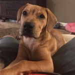 Adoptable (Official) Georgia Dogs for September 21, 2018