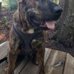 Adoptable (Official) Georgia Dogs for September 13, 2018