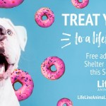 Adoptable (Official) Georgia Dogs for September 14, 2018