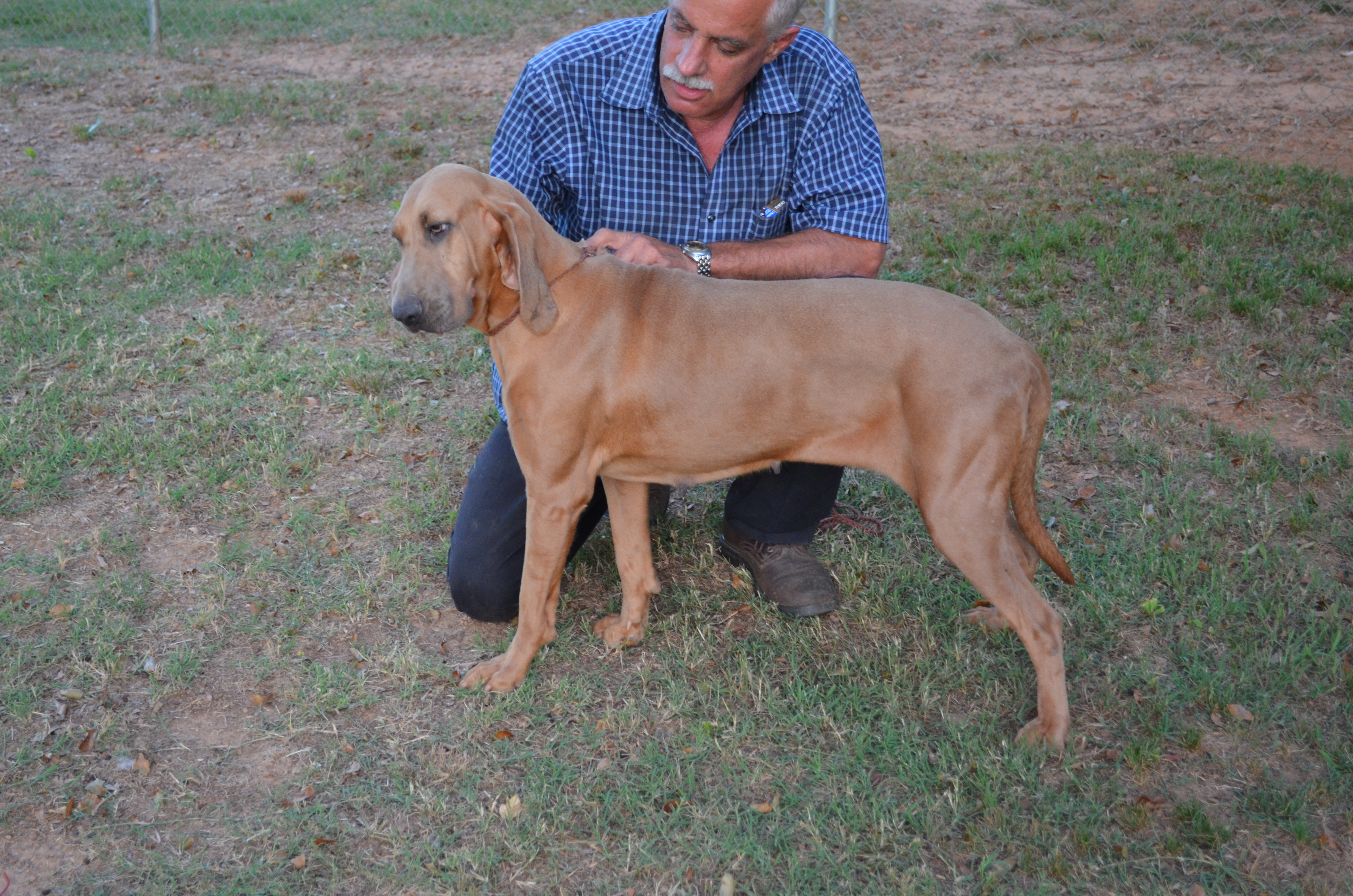 Nell Bloodhound