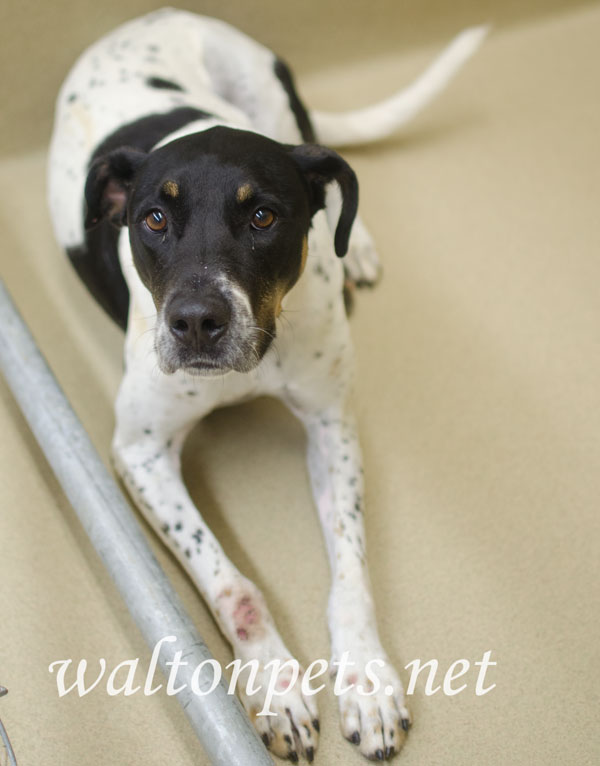 Oreo Walton