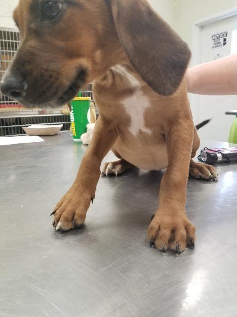 Renee Bloodhound