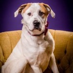 Adoptable (Official) Georgia Dogs for September 20, 2018