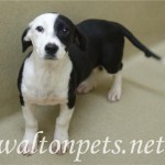 Adoptable (Official) Georgia Dogs for September 24, 2018