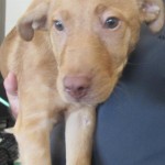 Adoptable (Official) Georgia Dogs for August 28, 2018