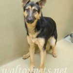 Adoptable (Official) Georgia Dogs for September 12, 2018