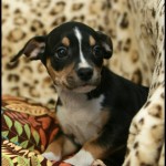 Adoptable (Official) Georgia Dogs for September 28, 2018
