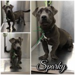 Adoptable (Official) Georgia Dogs for September 5, 2018