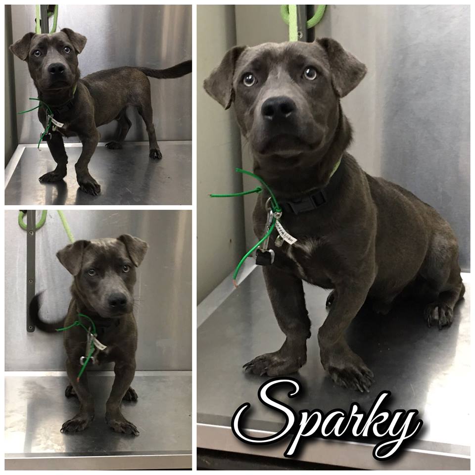 Sparky Macon-Bibb