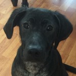 Adoptable (Official) Georgia Dogs for September 10, 2018