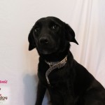 Adoptable (Official) Georgia Dogs for September 26, 2018