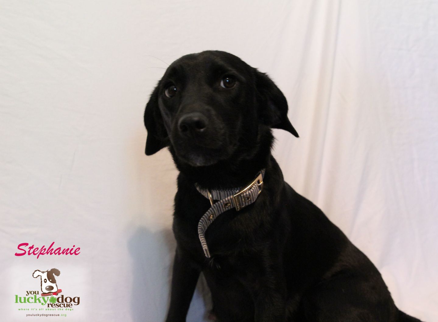 Stephanie Lea Kennedy dog