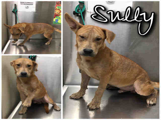 Sully Macon