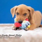 Adoptable (Official) Georgia Dogs for September 4, 2018