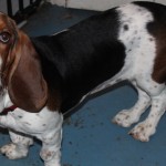 Adoptable (Official) Georgia Dogs for October 24, 2018