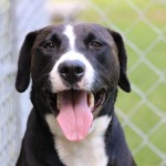 Adoptable (Official) Georgia Dogs for October 29, 2018