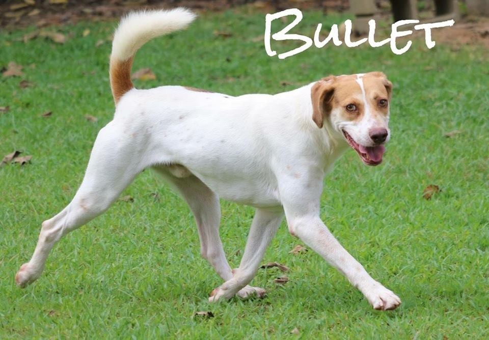 Bullet AAAR