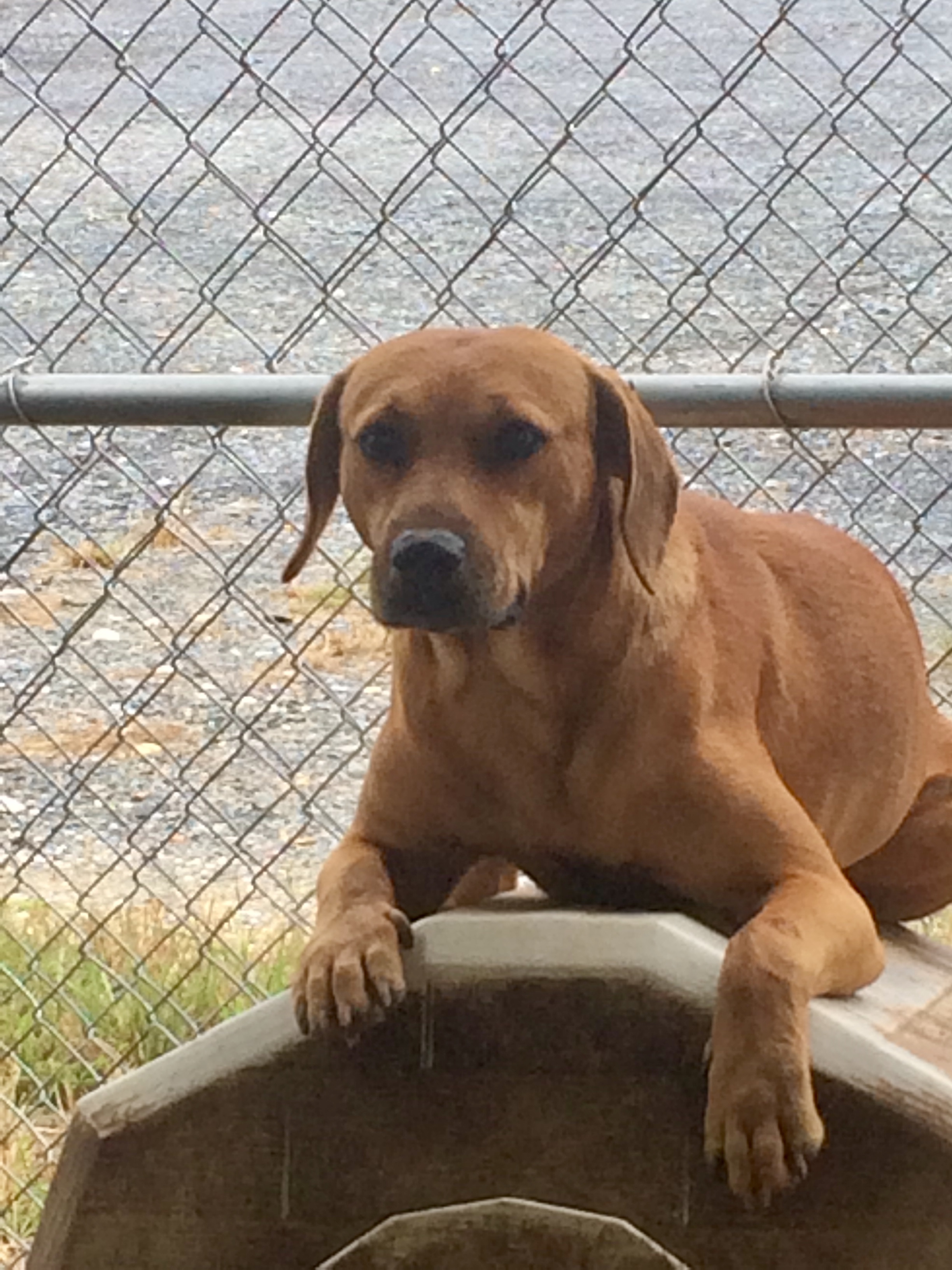 Champ Pickens