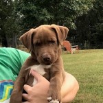 Adoptable (Official) Georgia Dogs for October 10, 2018