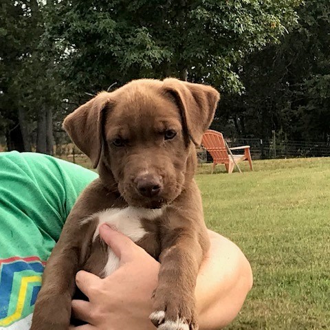 Charlie Brown Oconee