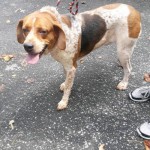 Adoptable (Official) Georgia Dogs for October 3, 2018