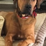 Adoptable (Official) Georgia Dogs for October 5, 2018