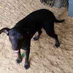 Adoptable (Official) Georgia Dogs for October 25, 2018