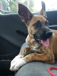 Cheyenne Dogs Rock