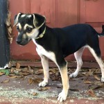 Adoptable (Official) Georgia Dogs for October 19, 2018