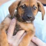 Adoptable (Official) Georgia Dogs for October 18, 2018