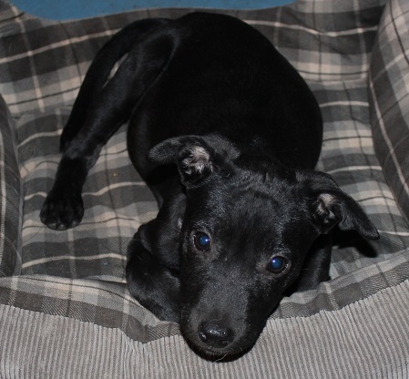 Dolly Savannah