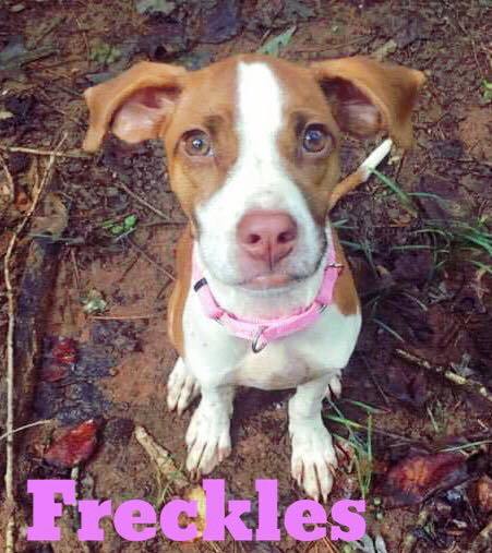 Freckles TLC