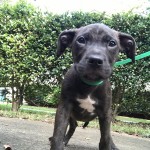Adoptable (Official) Georgia Dogs for October 8, 2018