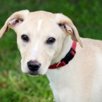 Adoptable (Official) Georgia Dogs for October 1, 2018