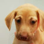Adoptable (Official) Dogs for October 17, 2018