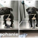 Adoptable (Official) Georgia Dogs for October 2, 2018