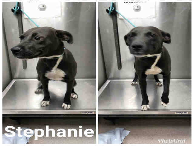 MBCAW Stephanie