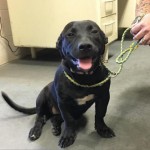 Adoptable (Official) Georgia Dogs for October 22, 2018