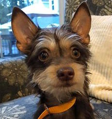 Paige Yorkie