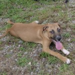 Adoptable (Official) Georgia Dogs for October 9, 2018