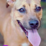 Adoptable (Official) Georgia Dogs for October 16, 2018