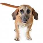 Adoptable (Official) Georgia Dogs for October 12, 2018