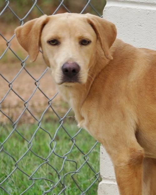 Scully Toccoa