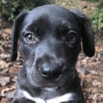 Adoptable (Official) Georgia Dogs for October 23, 2018