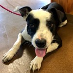 Adoptable (Official) Georgia Dogs for October 4, 2018