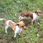 Adoptable (Official) Georgia Dogs for October 15, 2018