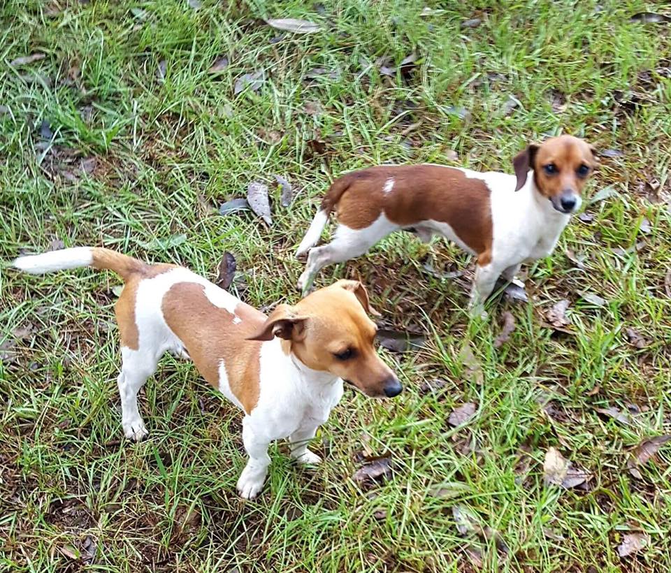 Smith Wesson Dachshunds