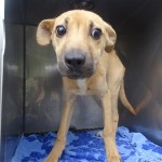 Adoptable (Official) Georgia Dogs for October 11, 2018