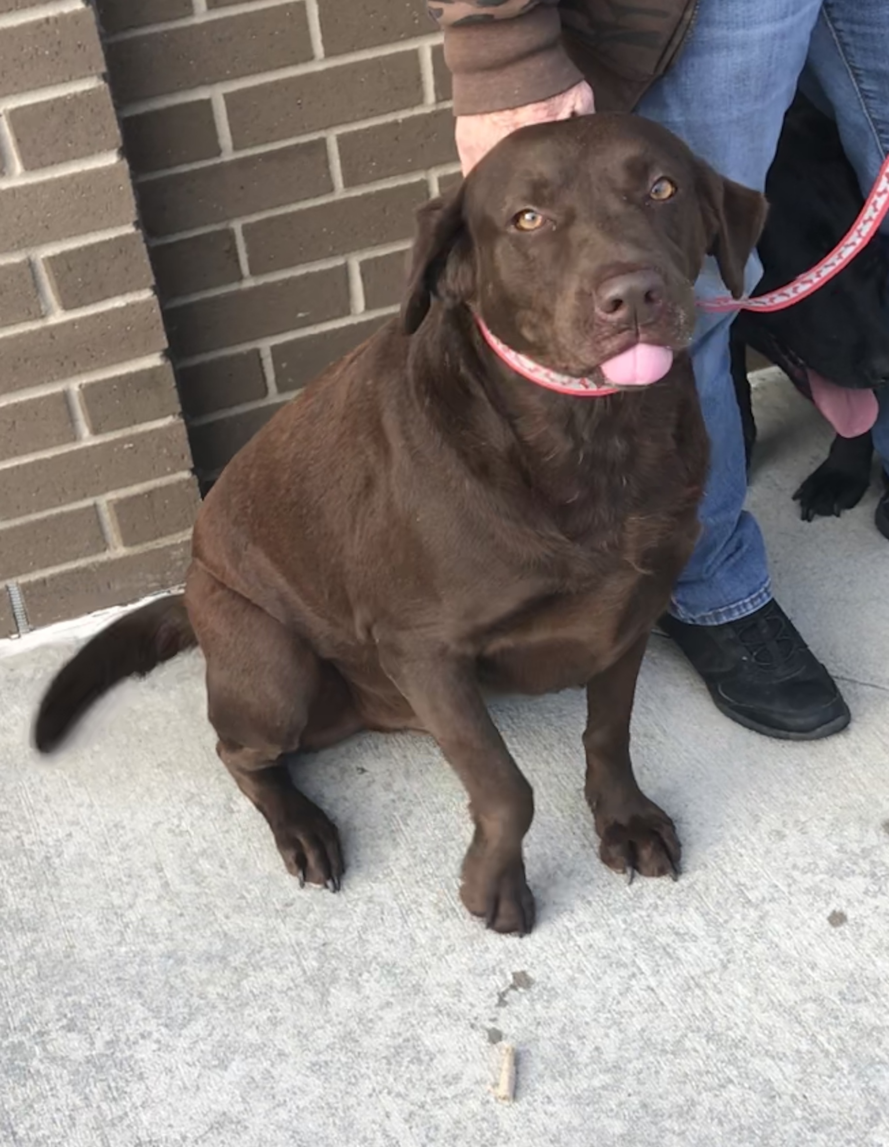 Ace Furever