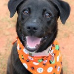 Adoptable (Official) Georgia Dogs for November 13, 2018